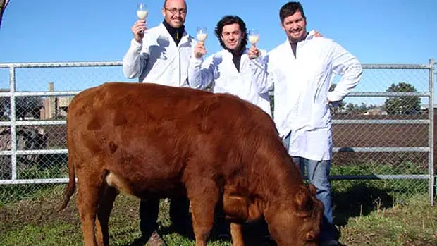 Vaca clonada com dois genes humanos para produzir leite similar ao materno