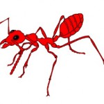 A picada das formigas vermelhinhas é muito dolorosa