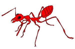 A picada das formigas vermelhinhas ÃƒÂ© muito dolorosa