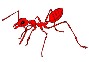 CAUSO – O ataque das formigas motociclistas! Por Mário Sérgio Figueredo